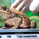 Illustration for article titled Scientists Use Seduction To Catch Lady Toads
